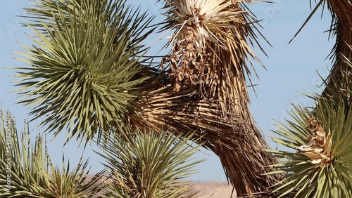 Yucca Brevifolia of this size, here in the El Paso Mountains of the Northern Mojave Desert, are speculated by some authors to be hundreds of years old, and may live on for several centuries more.