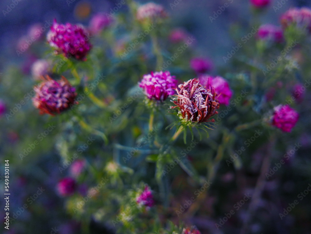 Plants covered with frost at dawn Plants covered with frost at dawn