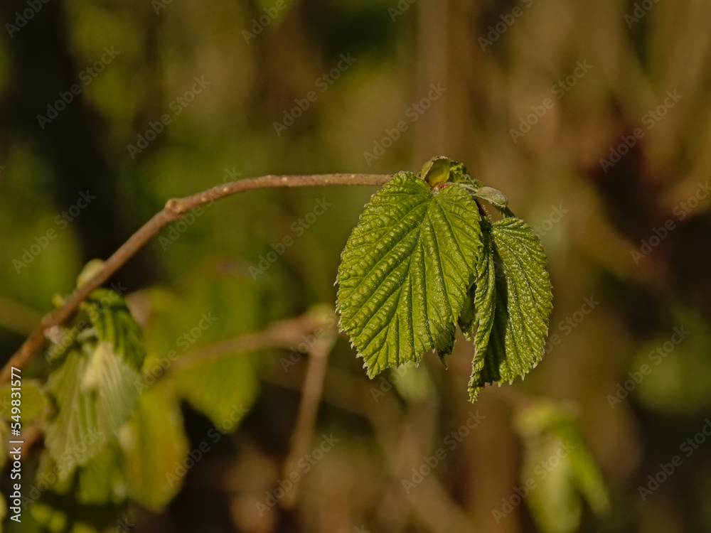 Fresh green spring leaves on a twig of a common hazel shrub, selective focus with soft bokeh background - Corylus avellana Fresh green spring leaves on a twig of a common hazel shrub, selective focus with soft bokeh background - Corylus avellana