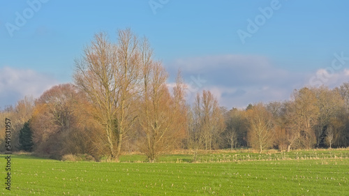 Sunny winter farm landscape with willow trees in Oude Kale nature reserve, Flanders, Belgium 