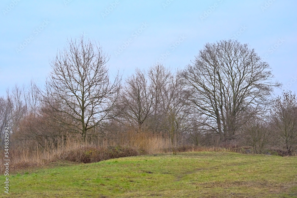 Winter wetlands in the Flemish countryside, with meadow and forest Winter wetlands in the Flemish countryside, with meadow and forest