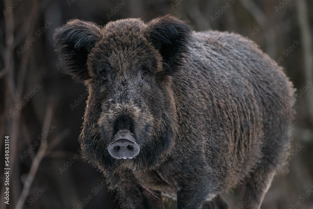 Wild boar in snowy winter scenery Wild boar in snowy winter scenery