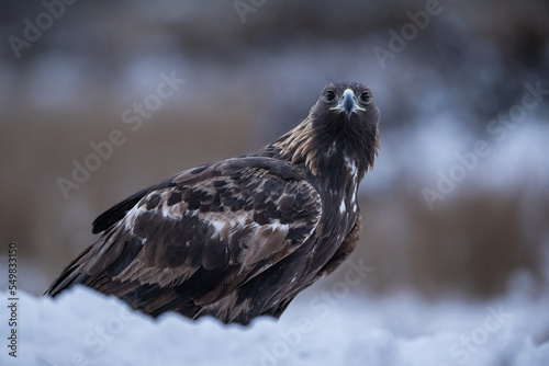 Golden eagle early in the morning