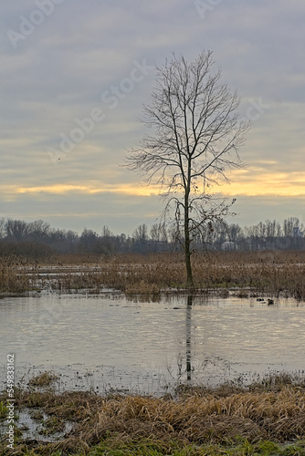 Bare tree and reed reflecting in the flooded marsh in Bourgoyen nature reserve, Ghent, Flanders, Belgium