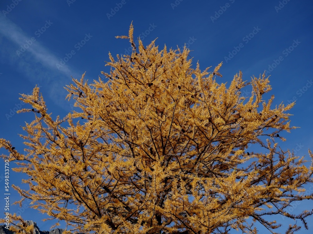 Fototapeta premium Larch tree with blue sky in background