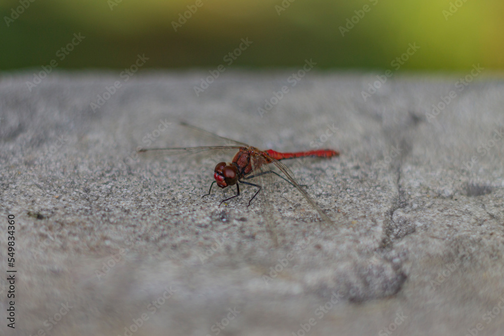 Close up dragonfly sitting on concrete Close up dragonfly sitting on concrete