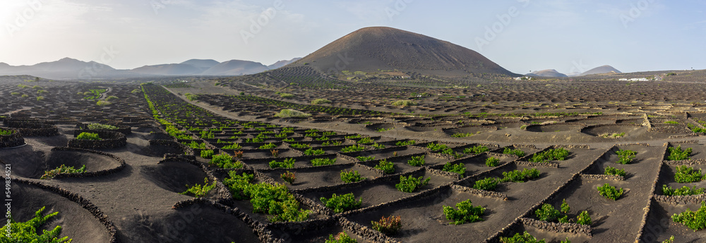Fototapeta premium Panoramic view on typical vineyards of black lava soil. La Geria. Lanzarote, Canary Islands. Spain.