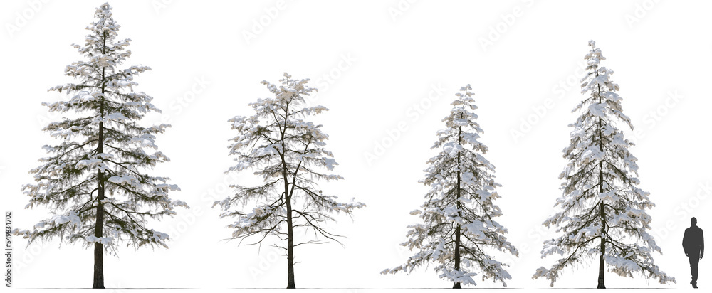 snow covered deodar cedar Himalayan cedar tree winter hq cutout arch viz