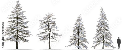 snow covered deodar cedar Himalayan cedar tree winter hq cutout arch viz
