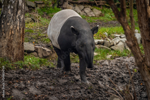 Big black and white tapirus animal in winter dirty cloudy day photo