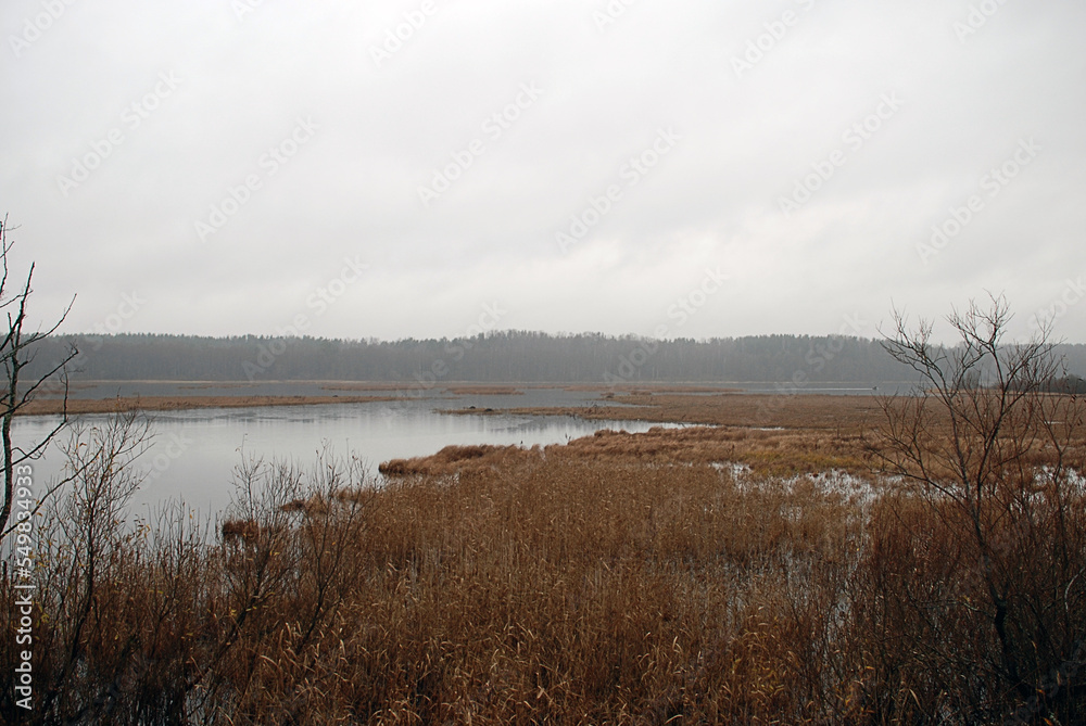 Autumn landscape on the lake. Autumn day. Flat water surface without waves. Bushes and trees with yellow and brown foliage grow along the shores of the lake. From above the gray cloudy sky.