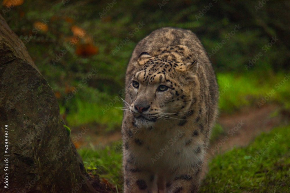 Obraz premium Irbis animal with hairy body on green grass in autumn day