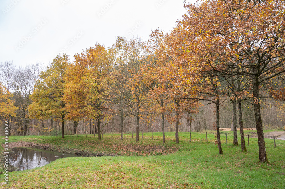 beautiful eifel park in autumn