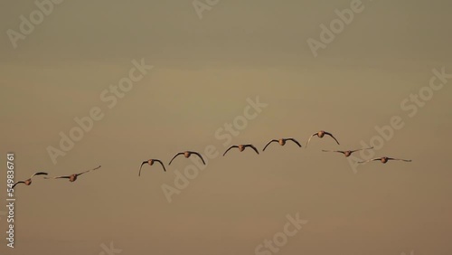 A flock of Greylag geese or graylag geese (Anser anser) flying over - slow motion