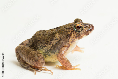 Crab eating frog or mangrove frog Fejervarya cancrivora isolated on white background
