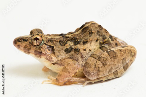 Crab eating frog or mangrove frog Fejervarya cancrivora isolated on white background 