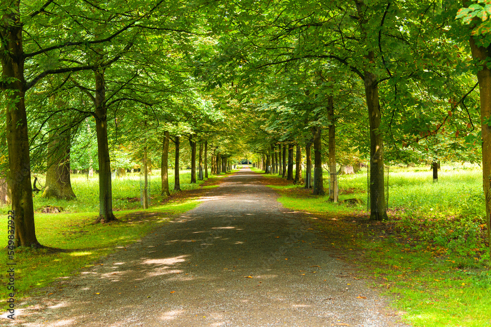Summer green baumallee promenade passage at famous Tiergarten wildlife recreational park, Hannover Germany, in summer.