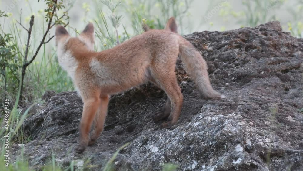 Red Fox Young Pups Vulpes vulpes Close up. Red Fox Young Pups Vulpes vulpes Close up.