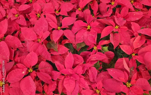 A vibrant arrangement of Christmas Flowers with a very strong pink hue and in the middle  small details of the flower in yellow.