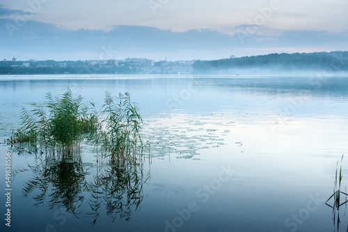 Reeds on the lake in the fog at autumn morning