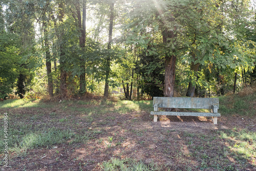 Empty stone bench under a big tree forest with warm sun shining thru