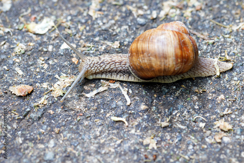 A large snail hurries home along an asphalt path.