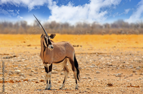 Isolated One Horned Gemsbok Oryx standing on the dry dusty African Plains