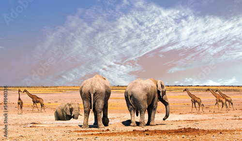 Scenic Panoramic View of the African Plains in Etosha National park  with Three elephants and a journey of five giraffe walking across the vast open plains against a nice hazy sky. 