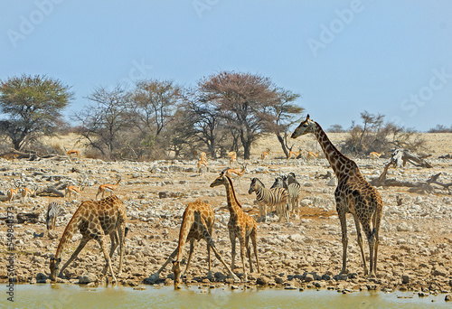 A journey of Giraffe bending down to take a drink from a waterhole  with zebra and springbok in the background  Etosha National Park  Namibia