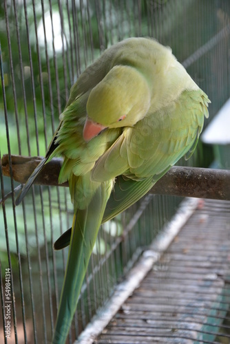A green parrot locked in a cage