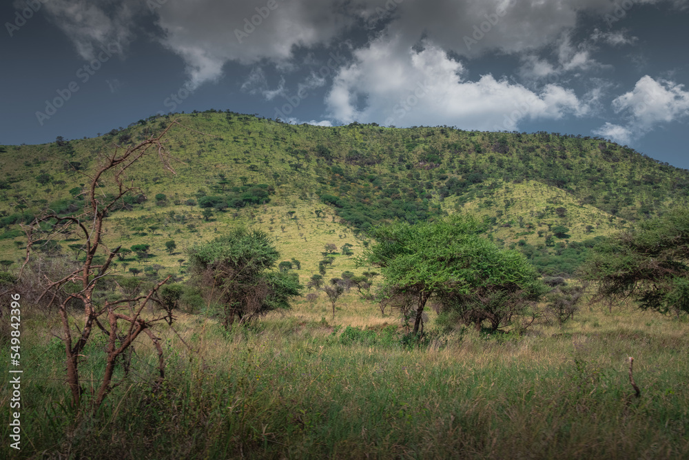 Wildlife at Serengeti National Park in Tanzania Safari in African Natural reserve during summer green lush