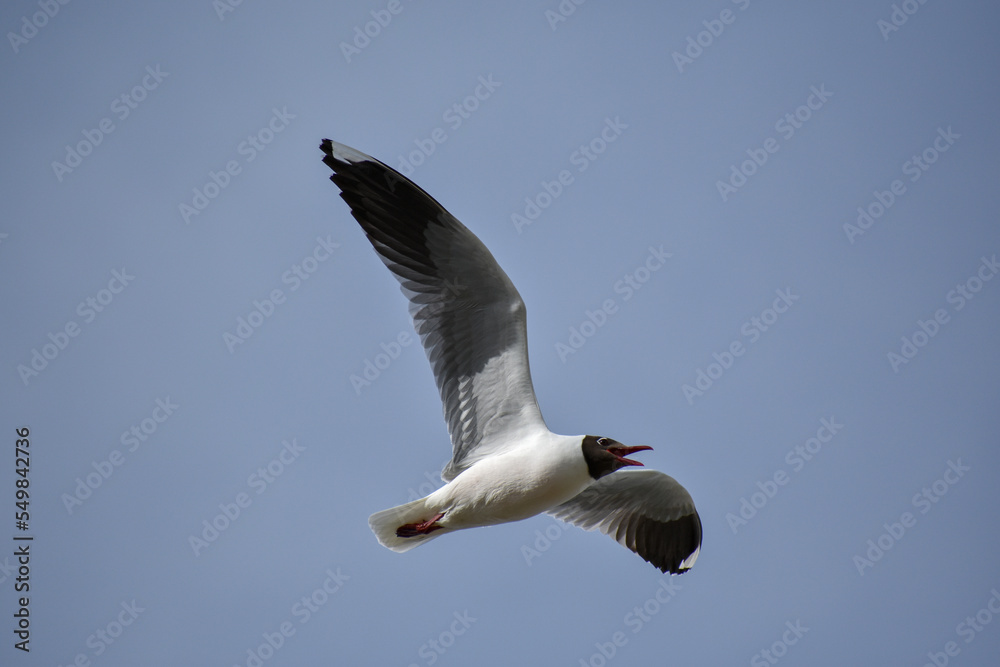 Obraz premium brown-hooded gull (Chroicocephalus maculipennis) in flight