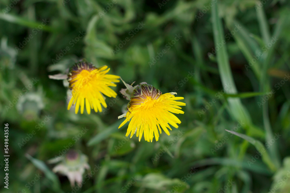yellow dandelions in the grass in spring field yellow dandelions in the grass in spring field