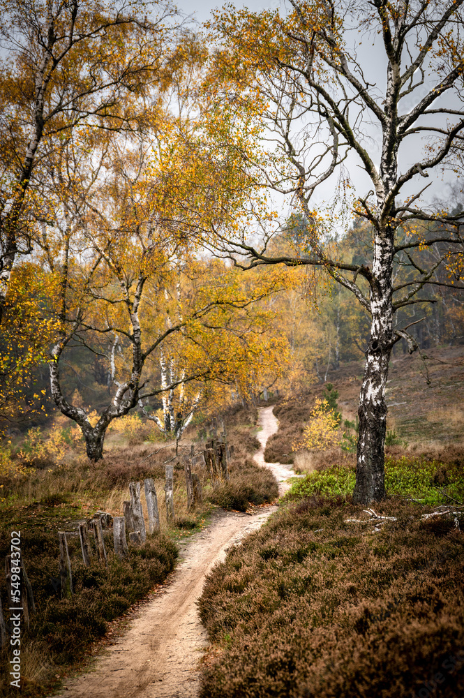 A path through the Fischbeker Heide near Hamburg in autumn A path through the Fischbeker Heide near Hamburg in autumn