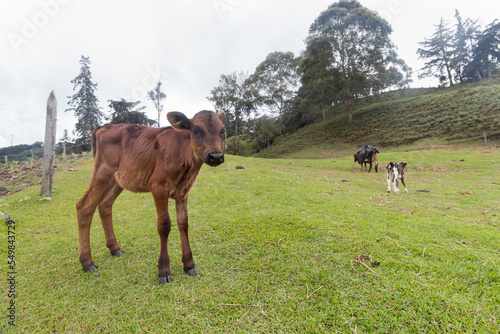 Brown young calf portrait at green country side with another calf and cow at background © Alejandro Bernal
