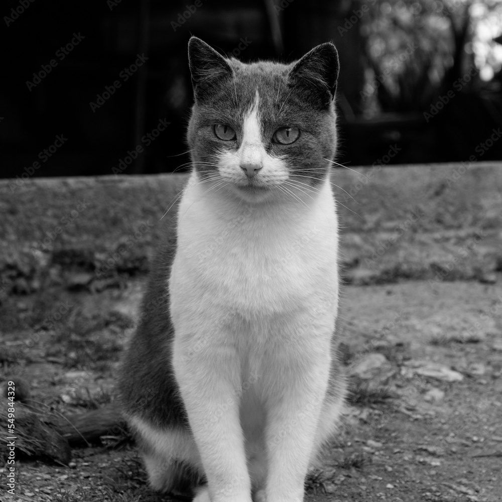 Beautiful black and white farm cat portrait Beautiful black and white farm cat portrait