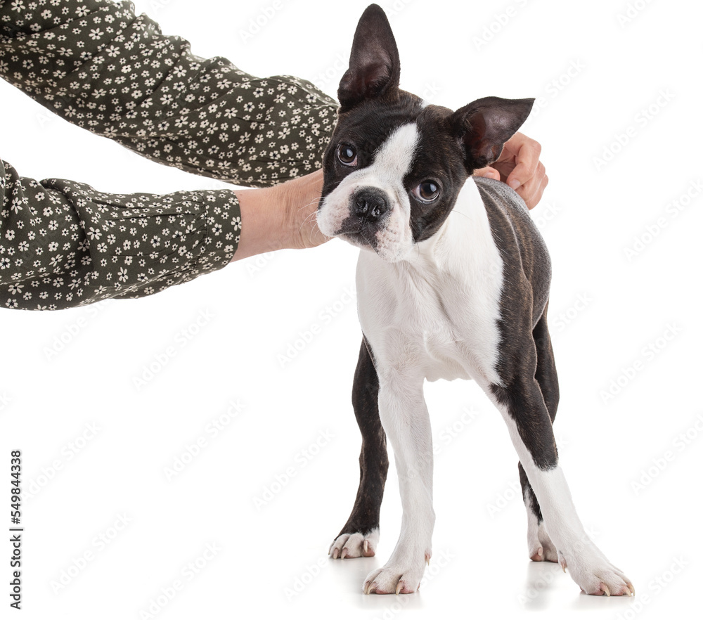 Young Boston terrier bi color with the arms of his mistress