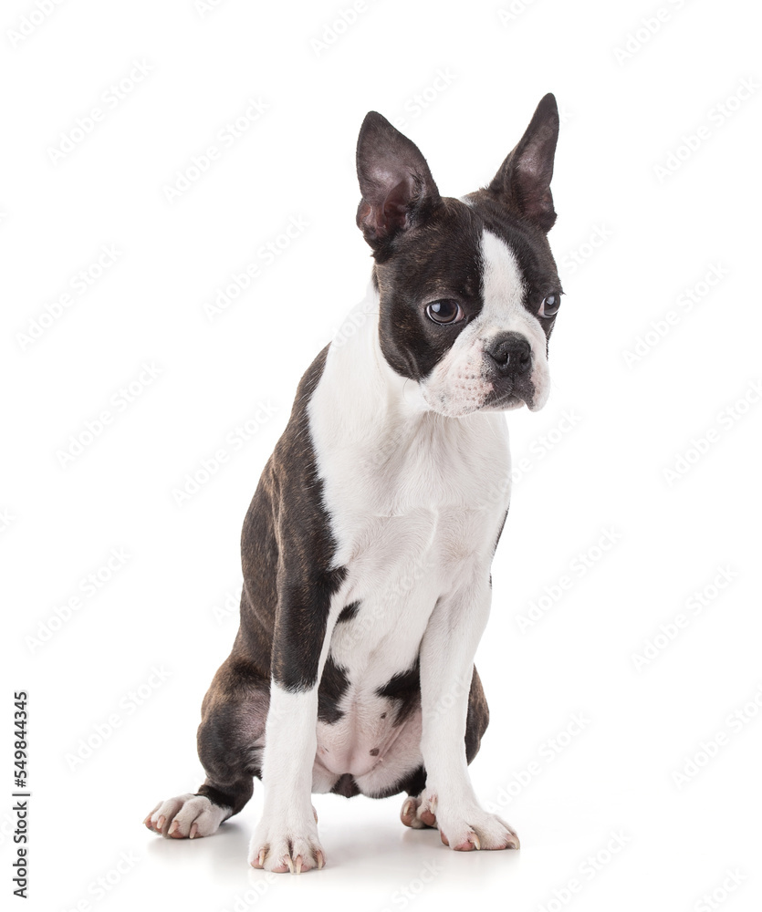 Young Boston terrier bi color isolated