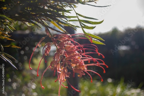 Closeup of Grevillea 'Robyn Gordon' flower photo
