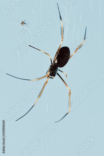 Billede på lærred Vertical shot of a big black spider spinning its web