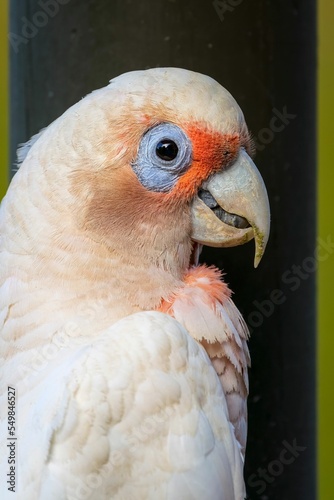Vertical shot of a white beautiful Long Billed Corella with orange patterns photo