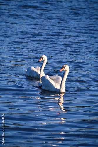 Phenomenal lake scene with animals. Swans swimming in the pond. Photo in shallow depth of field.