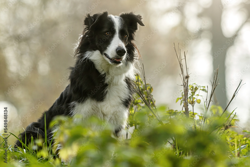 Portrait of an adult black and white border collie dog sitting on a meadow in autumn outdoors