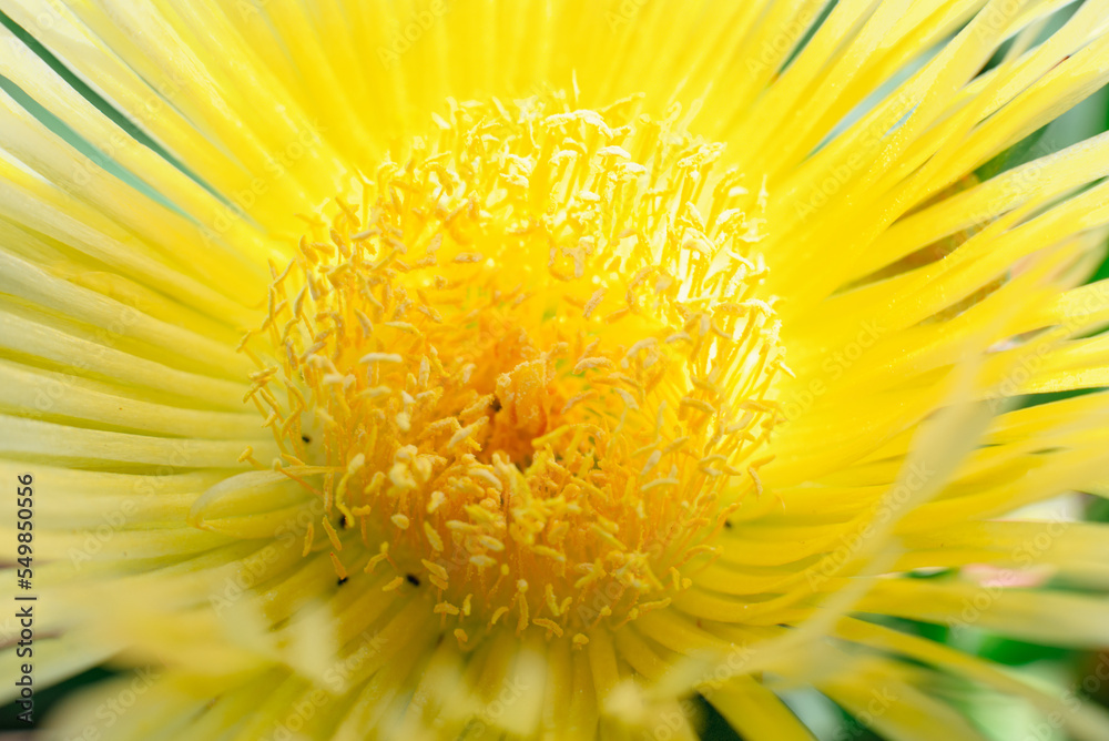Yellow Highway Ice Plant Hottentot Fig. Southern California wildflower macro. Yellow Highway Ice Plant Hottentot Fig. Southern California wildflower macro.