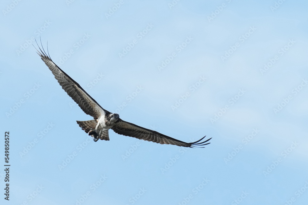 osprey is hunting a fish osprey is hunting a fish