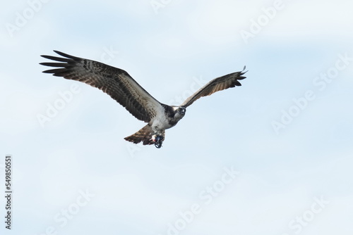 osprey is hunting a fish © Matthewadobe