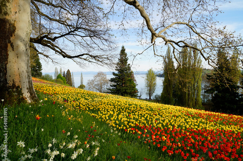 Fototapeta Naklejka Na Ścianę i Meble -  a lush spring meadow full of colorful tulips on Flower Island Mainau on a sunny April day with the German Alps in the background (lake Constance or Bodensee, Germany)