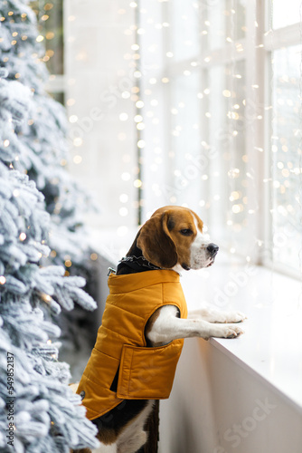 Beautiful beagle dog posing sits next to the Christmas tree. Beagle looks out the window. Dog in the New Year atmosphere.