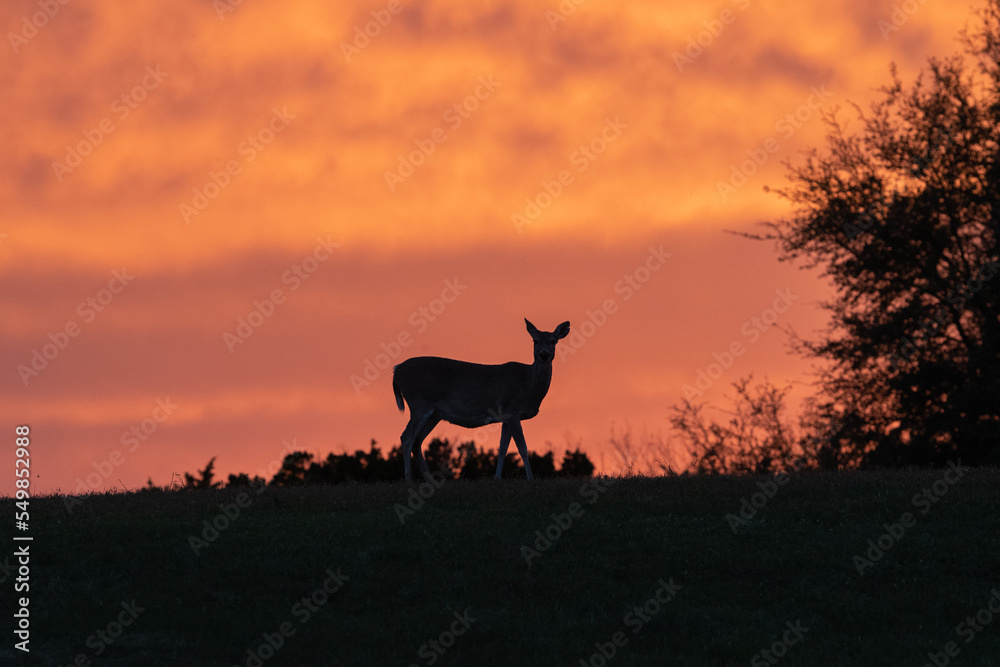 Naklejka premium Deer in Texas at sunset