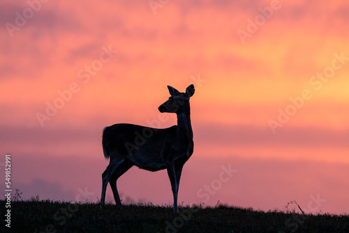 Deer in Texas at Sunset